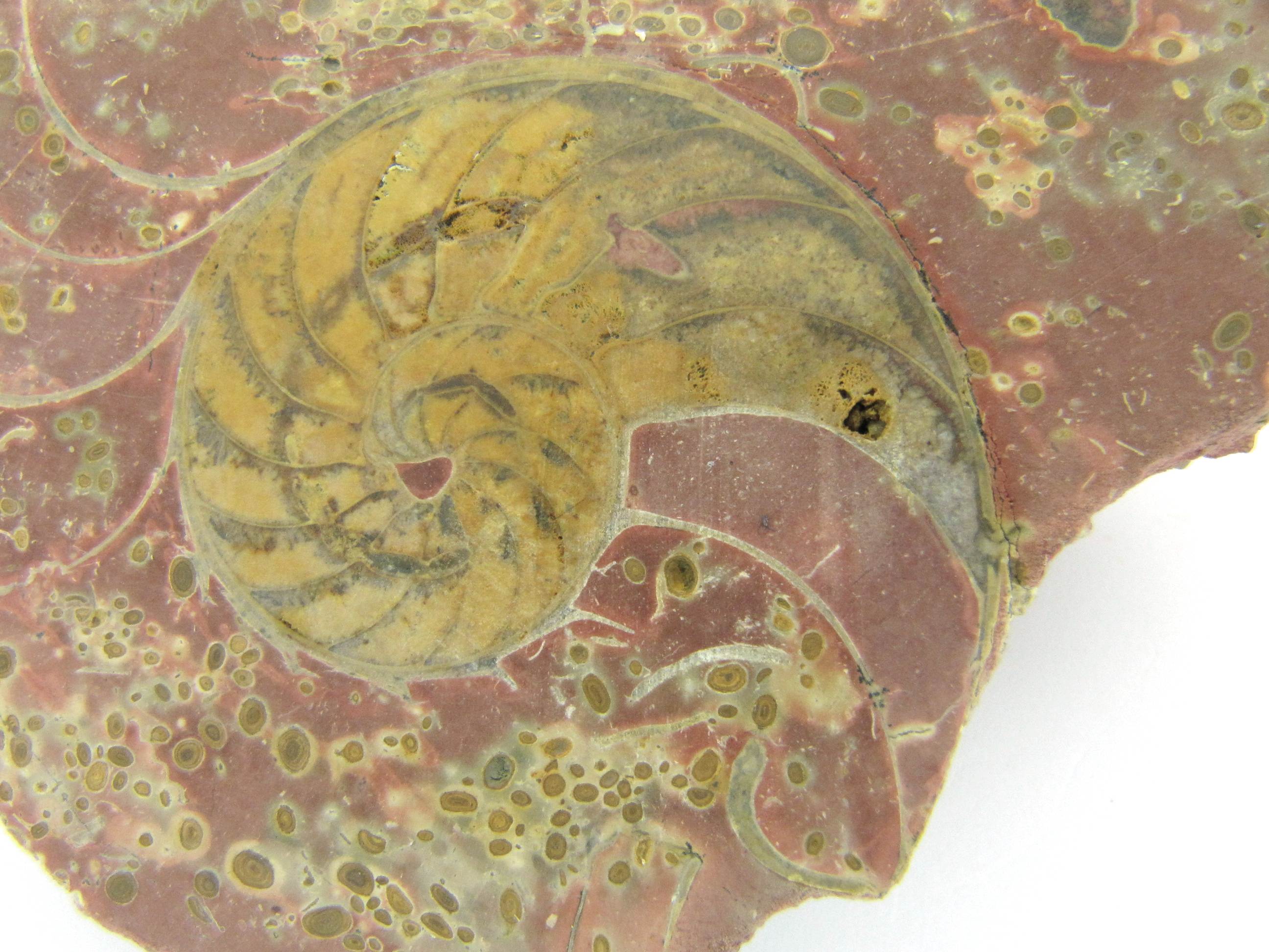 Cenoceras Nautile fossile   Saint Germain sur l'Arbresle 